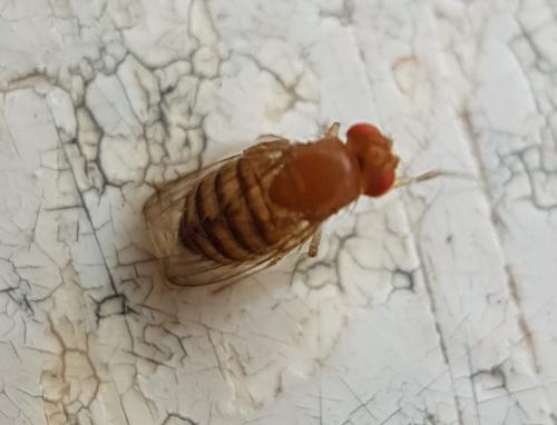 Réf. 216 008 : Drosophila sp.